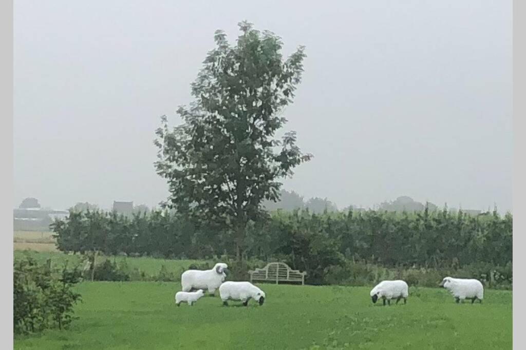 Gastenhuis Prachtige Historische Vierkant Hoeve Broechem المظهر الخارجي الصورة